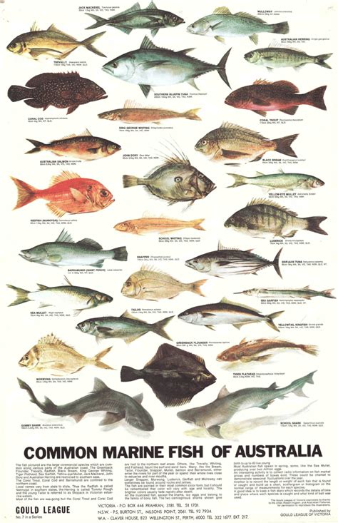 fishe|Fish .